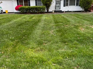 Rebecca F.'s Lawn Mowing service result