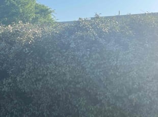 Bush Trimming by Jessie Riley for Cindi S. in Granbury, TX