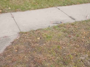 Leaf Removal by Rolf Johnson for Ann H. in Minneapolis, MN