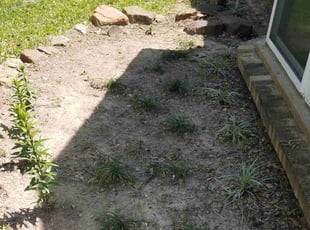 Weeding by Efrain Perez for Amy G. in Houston, TX