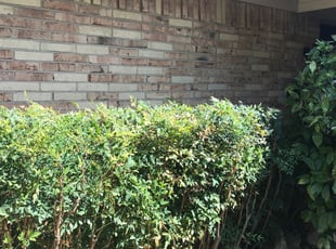 Bush Trimming by Emir Catalan for Courtney C. in Dallas, TX