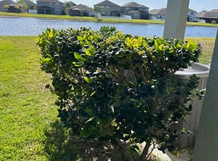 Bush Trimming by Corey Johnson for Ross Z. in Riverview, FL