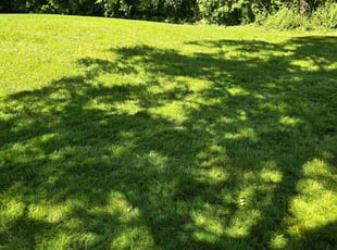 Sally C.'s Lawn Care service result