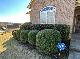 Kliff B.'s Grass Cutting service result