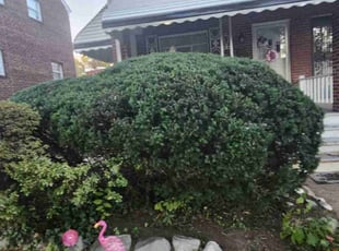 Bush Trimming by Jose Gonzalez for Chinetta P. in Washington, DC