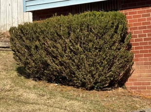 Bush Trimming by Andrew Boodoo for MARCIA S. in West Mifflin, PA
