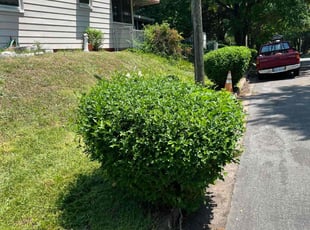 Bush Trimming by EV Jenkins-Benavides for Francis B. in Richmond, VA