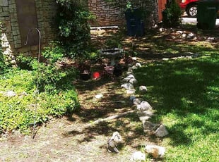 Weeding by Derek Schoenfeld for Mimi S. in San Antonio, TX