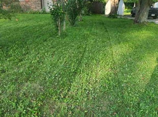 Rozella M.'s Lawn Mowing service result