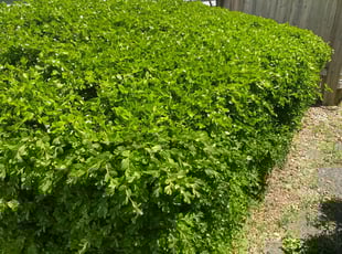 Bush Trimming by Darron Cotton for Martha M. in Olathe, KS