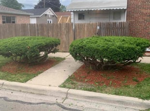 Bush Trimming by Maximiliano Libevato for Mitch G. in Elmwood Park, IL