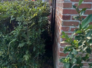 Bush Trimming by Juan Rubio for Cathy T. in Houston, TX