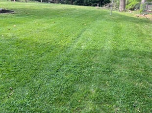 Ivy S.'s Lawn Care service result