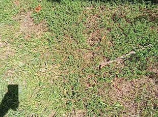 Bush Trimming by Depree Hart for Terrance W. in Rock Hill, SC