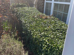 Bush Trimming by Derrick Crudup for Courtney W. in Morrisville, NC