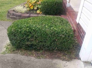 Bryena D.'s Bush Trimming service result