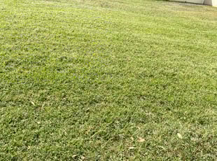 Jose S.'s Lawn Mowing service result
