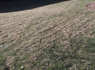 Leaf Removal by Roshan Davis for Joshua M. in Charlotte, NC
