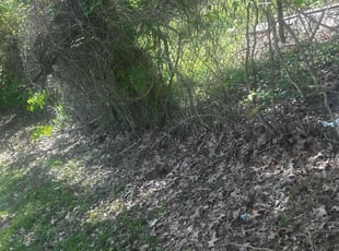 Bush Trimming by Demond Jones for Clifton T. in Memphis, TN