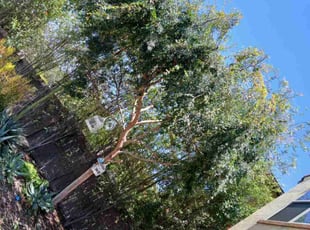 Mathilde T.'s Bush Trimming service result
