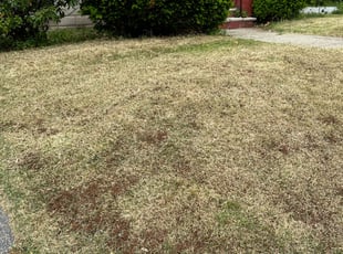 Leaf Removal by Percy Esteban Perez for Susan J. in Malden, MA
