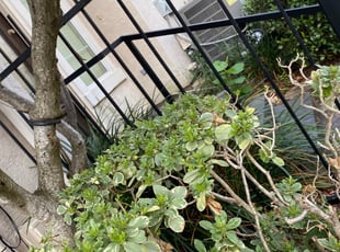 Bush Trimming by Paz Silva for Scott H. in Houston, TX