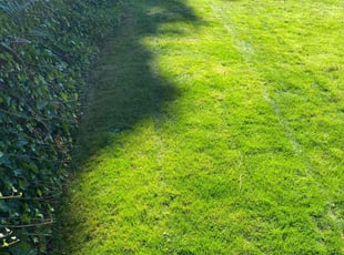 Abhishek A.'s Lawn Mowing Service service result