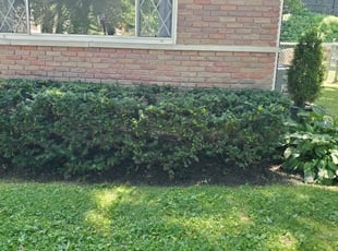 Bush Trimming by Pamela Davitt for Erica C. in Cincinnati, OH