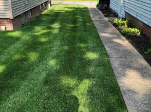 Misha P.'s Lawn Maintenance service result