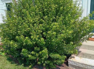 Bush Trimming by Quentin Jones for Ratna R. in Richmond, VA