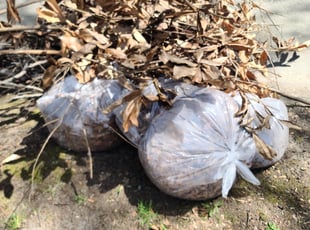 Leaf Removal by Ashton Muslimani for Stephen D. in Norfolk, VA