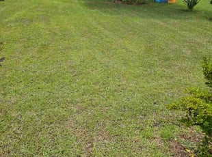 Thomas Z.'s Lawn Care service result