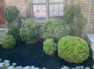 Mulching by Thomas Fador for Andrew A. in Lutherville-Timonium, MD