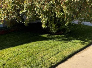 Mallory B.'s Lawn Mowing service result