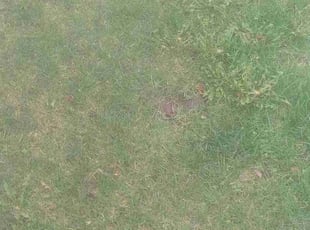 Leaf Removal by Jeremiah Ripple for Leonard B. in Lakeville, MN