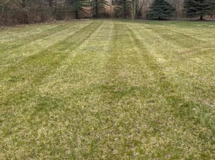 Janna P.'s Lawn Mowing service result