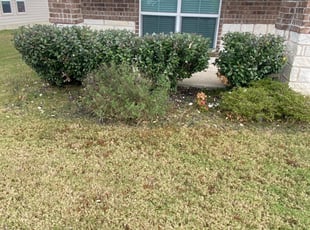 Bush Trimming by Lacy Dixon for Justin H. in Cibolo, TX