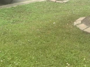 Bush Trimming by James Neely for Jarron L. in Mount Holly, NC