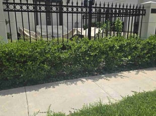 Bush Trimming by Hugo Melgar for Aaron S. in Houston, TX