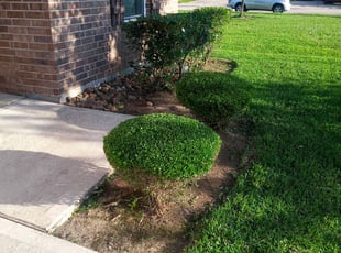 Bush Trimming by Rafael Gonzalez for Tameka T. in Houston, TX