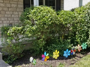 Bush Trimming by Timothy Holloran for Andrea R. in Lewis Center, OH