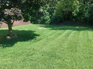 Meosha B.'s Lawn Service service result