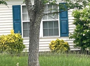 Bush Trimming by Anthony Friedman for Alex M. in Charlotte, NC