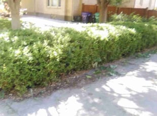 Bush Trimming by Tom Davis for Liam F. in Denver, CO