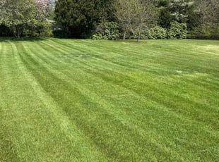 Haley P.'s Lawn Mowing service result