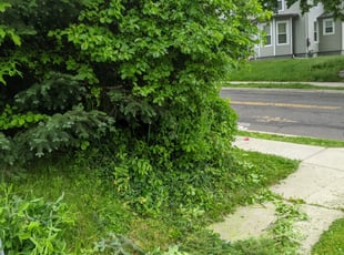 Bush Trimming by Adam Polce for Alisa S. in Meriden, CT