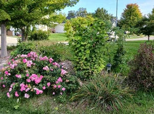 Bush Trimming by Dartellee Foster for Jen R. in Papillion, NE