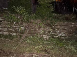 Bush Trimming by Charles Williams for Lean P. in Pittsburgh, PA