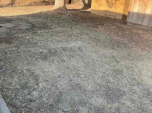 Leaf Removal by Guillermo Rodriguez for Kay K. in Bakersfield, CA