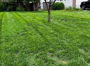 Moose M.'s Lawn Mowing service result